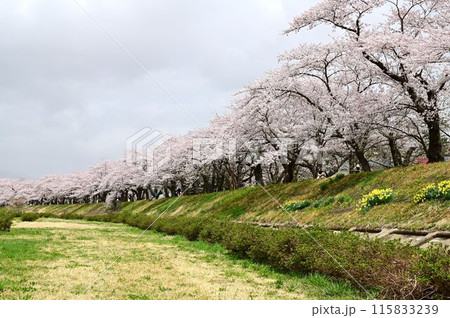 桧木内川堤の桜まつり 115833239