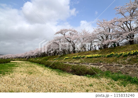 桧木内川堤の桜まつり 115833240