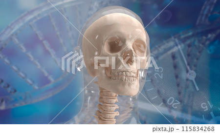 The skull human for education or sci concept 3d rendering. The skull human for education or sci concept 3d rendering. 115834268