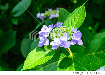 木漏れ日のアジサイ 115834460
