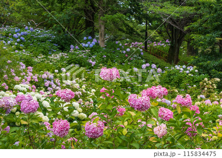 紫陽花の咲く丘（茶屋ヶ坂公園　愛知県名古屋市） 115834475