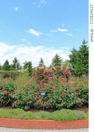 信州スカイパークのバラ園 115834817
