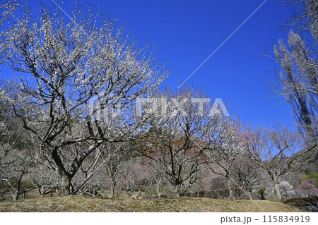梅咲く佐野市梅林公園 115834919