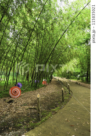 新緑の竹林(縦) 新緑の竹林(縦) 115835021