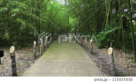 夕暮れの竹林1 夕暮れの竹林1 115835030