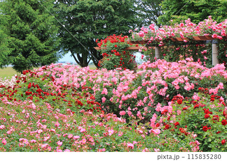 信州スカイパークのバラ園 信州スカイパークのバラ園 115835280