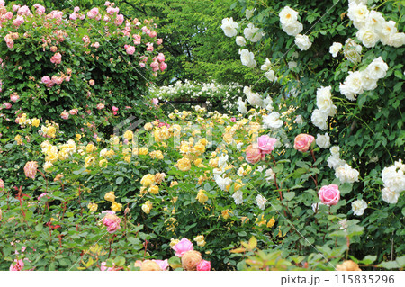 信州スカイパークのバラ園 信州スカイパークのバラ園 115835296
