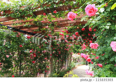 信州スカイパークのバラ園 115835303