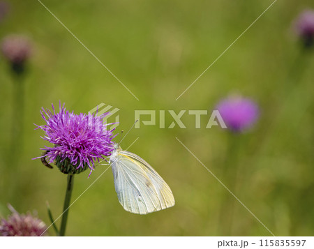 ピンクのアザミにとまるモンシロチョウ 115835597