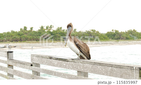 Close-up shot of a brown pelican standing on a weathered wooden dock 115835997