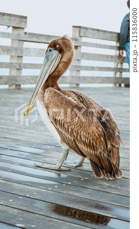 Close-up shot of a brown pelican standing on a weathered wooden dock 115836000