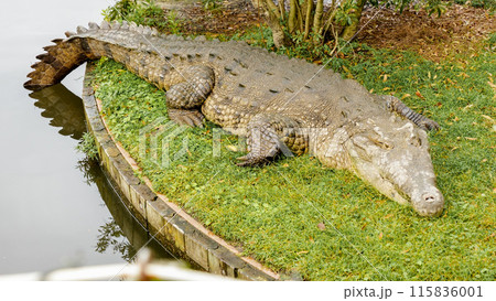 big scary alligator sunning on the green grass of a lake big scary alligator sunning on the green grass of a lake 115836001