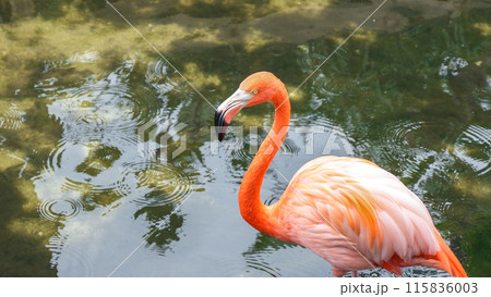 Pink Flamingo Walking Through Water, Creating Ripples in Natural Setting Pink Flamingo Walking Through Water, Creating Ripples in Natural Setting 115836003