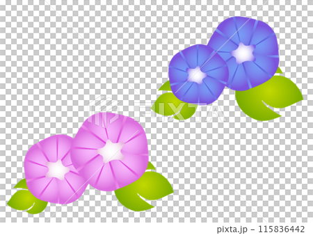 青とピンクの朝顔のイラスト 青とピンクの朝顔のイラスト 115836442