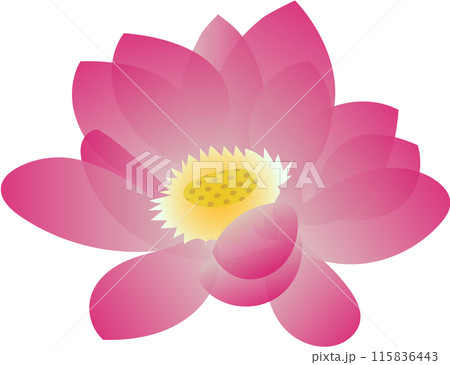 蓮の花のイラスト 蓮の花のイラスト 115836443
