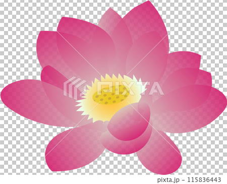 蓮の花のイラスト 蓮の花のイラスト 115836443