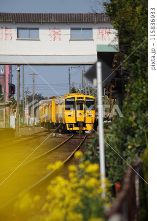 車両形式キハ200系気動車・車両番号キハ200-503と跨線橋と菜の花 車両形式キハ200系気動車・車両番号キハ200-503と跨線橋と菜の花 115836933