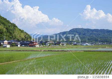 田植え後の田んぼのある風景 鳥取県 鳥取市 田植え後の田んぼのある風景 鳥取県 鳥取市 115836934