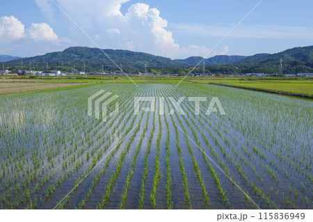 田植え後の田んぼのある風景 鳥取県 鳥取市 田植え後の田んぼのある風景 鳥取県 鳥取市 115836949