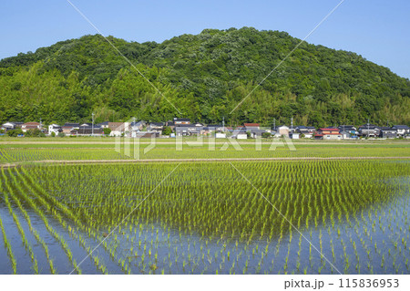 田植え後の田んぼのある風景 鳥取県 鳥取市 115836953