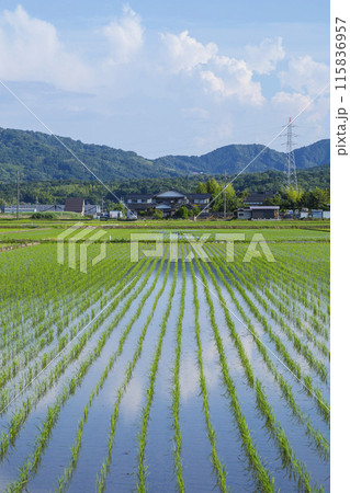 田植え後の田んぼのある風景 鳥取県 鳥取市 田植え後の田んぼのある風景 鳥取県 鳥取市 115836957