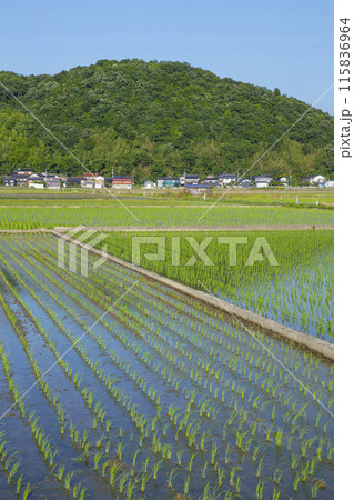 田植え後の田んぼのある風景 鳥取県 鳥取市 田植え後の田んぼのある風景 鳥取県 鳥取市 115836964