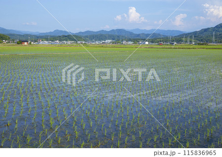田植え後の田んぼのある風景 鳥取県 鳥取市 115836965
