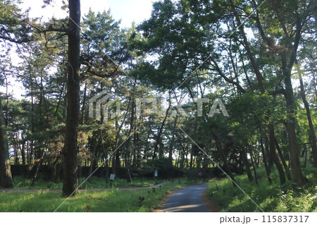 松の木がある風景 松の木がある風景 115837317