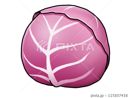 紫キャベツのイラスト（主線あり） 115837438