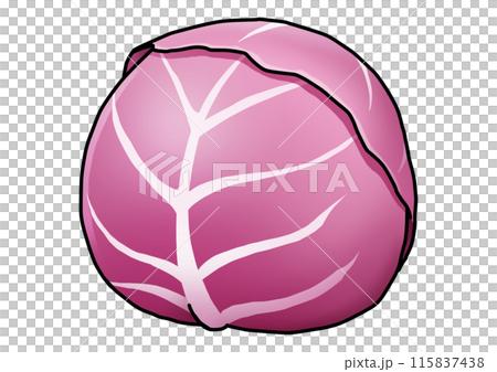 紫キャベツのイラスト（主線あり） 115837438