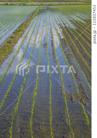 田植え後の田んぼのある風景 鳥取県 鳥取市 115837453