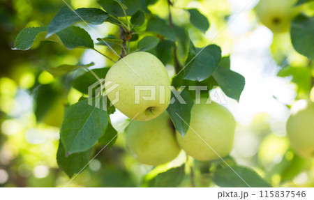 Apples ripening on trees branches in green orchard 115837546
