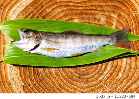 山女魚 山女魚 115837684