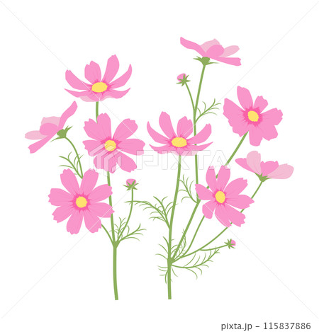 ピンクのコスモスのイラスト ピンクのコスモスのイラスト 115837886