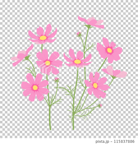 ピンクのコスモスのイラスト ピンクのコスモスのイラスト 115837886