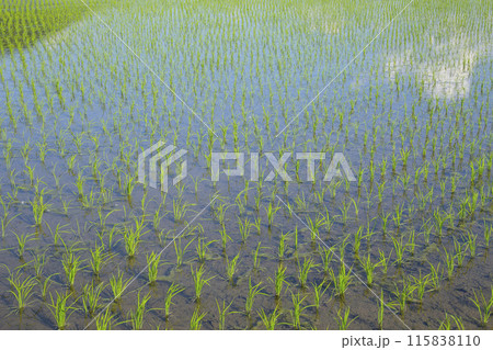 田植え後の田んぼのある風景 鳥取県 鳥取市 115838110
