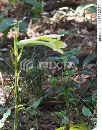 ウバユリ･姥百合（鐘撞堂山／埼玉県寄居町） 115838220
