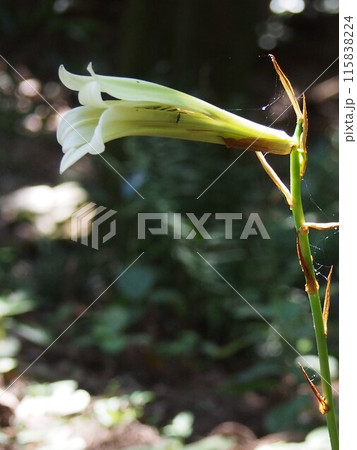 ウバユリ･姥百合（鐘撞堂山／埼玉県寄居町） 115838224
