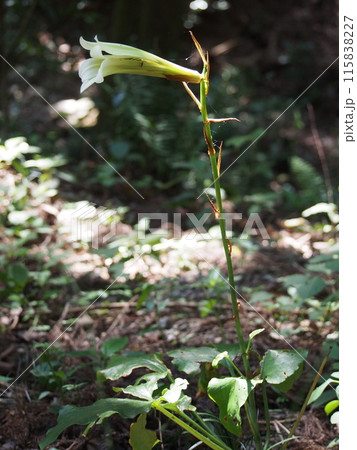 ウバユリ･姥百合（鐘撞堂山／埼玉県寄居町） 115838227