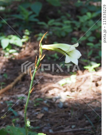 ウバユリ･姥百合（鐘撞堂山／埼玉県寄居町） 115838229