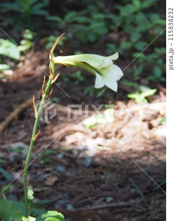 ウバユリ･姥百合（鐘撞堂山／埼玉県寄居町） 115838232