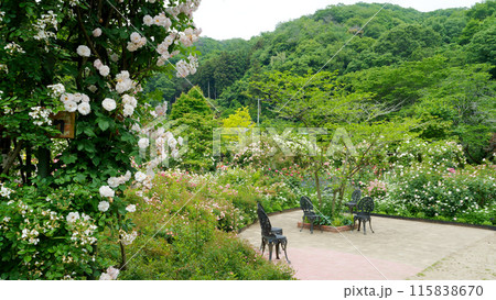 緑のある庭園 115838670