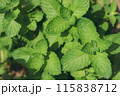 ミントの栽培 ミントの栽培 115838712