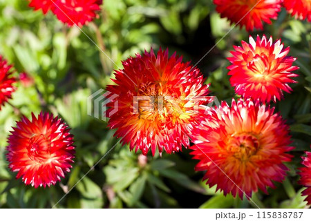 オレンジ色のムギワラギクの花が咲いています。 オレンジ色のムギワラギクの花が咲いています。 115838787