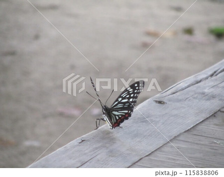 蝶　アカボシゴマダラ　赤星五斑 115838806