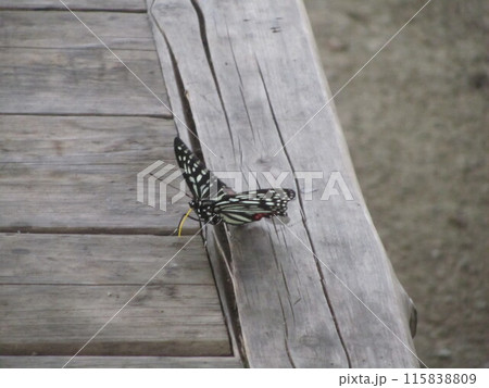 蝶　アカボシゴマダラ　赤星五斑 115838809