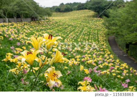 静岡県袋井市 一面に咲いた可睡斎のゆり園 静岡県袋井市 一面に咲いた可睡斎のゆり園 115838863