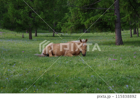 高原の花畑で休憩する馬 115838892
