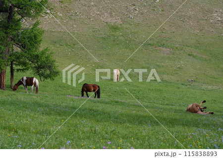 高原の花畑で休憩する馬たち 115838893