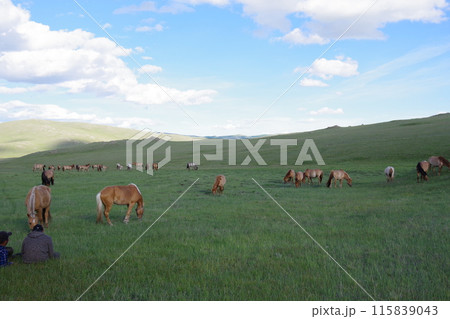 谷間の草原で草を食む放牧馬1 115839043